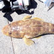 Flathead 