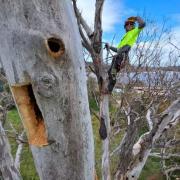 Tree being hollowed out