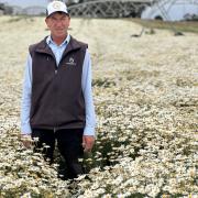 Botanical Resources Australia pyrethrum production manager Mark Raspin in a flowering crop near Don