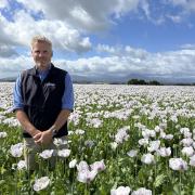 Extractas Bioscience senior field officer Dylan Craw in a poppy crop on the Huett familys property near Deloraine