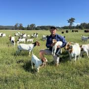 Tasmanian Premium Goat Meat founder Callan Morse with some of his Sherwood Boer Gat stud herd.