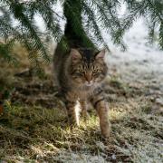 feral cat