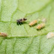 Tomato Potato Psylllid (TPP)