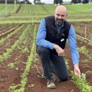 Professor Dugald Close in a trial crop being grown for the Chinese medicinal herb project