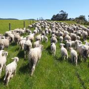 Sheep in paddock