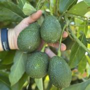 Avocados on a tree at Harvest Moons orchard at Forth