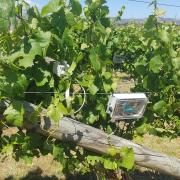 Cavicam monitoring a grape vine at a vineyard in the Coal River Valley.