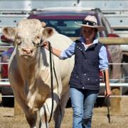 Bushy park show Mollie Fenton with Charolais bull.