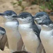 Little penguins