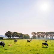 dairy cows in a field