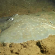 Maugean Skate