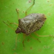 Brown marmorated stinkbug