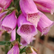 Purple foxglove
