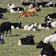 According to the latest statistics, Holsteins make up 70 per cent of Australia’s national herd