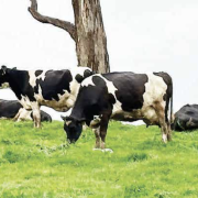 Dairy cows