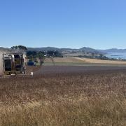 Poppies being harvested near Boat Harbour