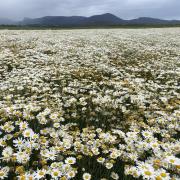 Pyrethrum