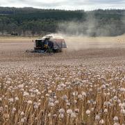 Poppy harvesting