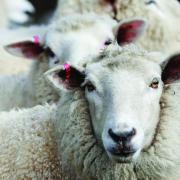 Sheep