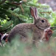 Rabbit