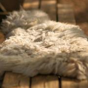 Wool