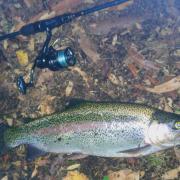 Rainbow trout