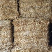 hay