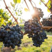 Grapes