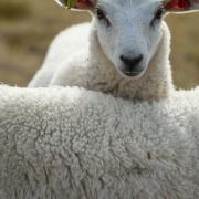 Sheep