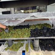 Grapes at the University of Tasmanias Fire Centre Bushfire Research Hub