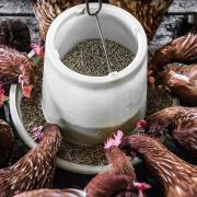 Chickens