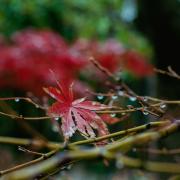 Autumn rain