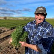Todd Raynor with some of the pine seedlings ready for transplating