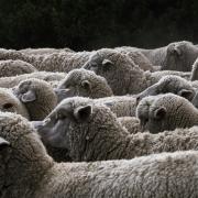Sheep