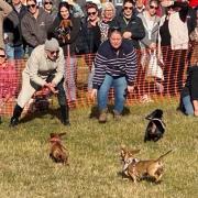 The popular Daschund dash