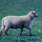 Wool report