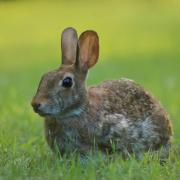 Rabbits