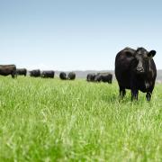 Landfall Angus