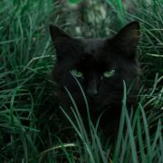 Cat management