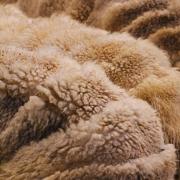 Wool