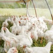 Poultry