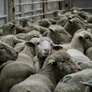 Sheep livestock
