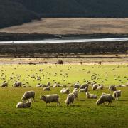 Sheep