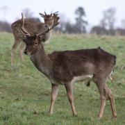 Fallow deer