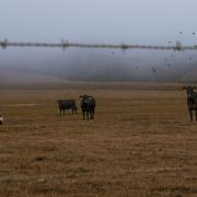 Cattle in the rain