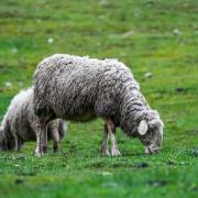 Sheep