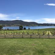 Bangor Vineyards